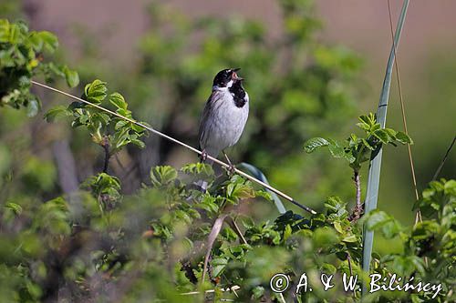 Potrzos zwyczajny, Emberiza schoeniclus