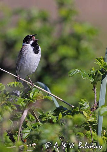 Potrzos zwyczajny, Emberiza schoeniclus