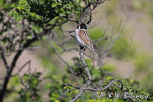 Potrzos zwyczajny, Emberiza schoeniclus