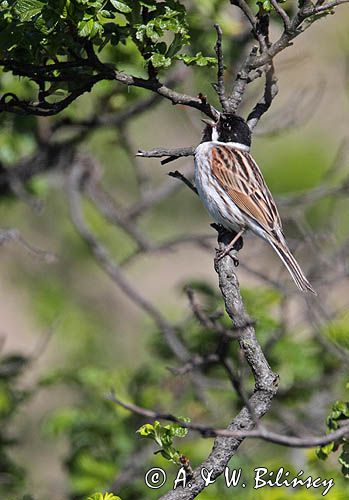 Potrzos zwyczajny, Emberiza schoeniclus