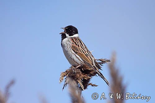 Potrzos zwyczajny, Emberiza schoeniclus