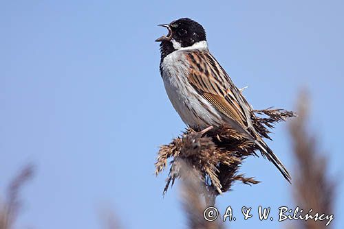 Potrzos zwyczajny, Emberiza schoeniclus