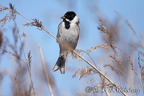 Potrzos zwyczajny, Emberiza schoeniclus