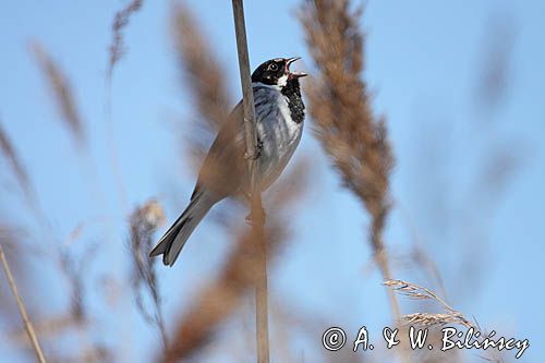 Potrzos zwyczajny, Emberiza schoeniclus