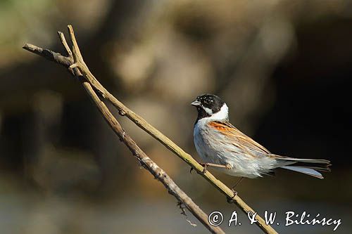 Potrzos zwyczajny, Emberiza schoeniclus, samiec