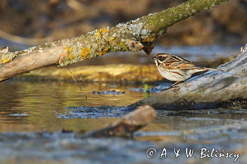 Potrzos zwyczajny, Emberiza schoeniclus, samica