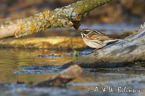 Potrzos zwyczajny, Emberiza schoeniclus, samica