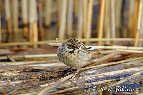 Potrzos zwyczajny, Emberiza schoeniclus, samica