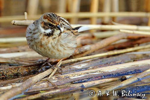 Potrzos zwyczajny, Emberiza schoeniclus, samica