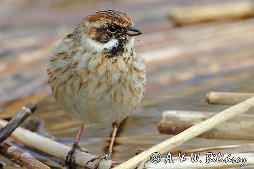 Potrzos zwyczajny, Emberiza schoeniclus, samica