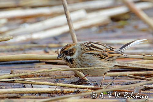 Potrzos zwyczajny, Emberiza schoeniclus, samica