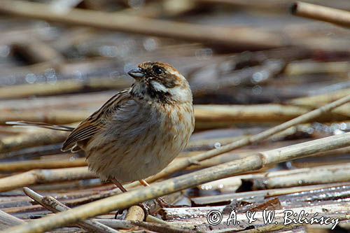 Potrzos zwyczajny, Emberiza schoeniclus, samica