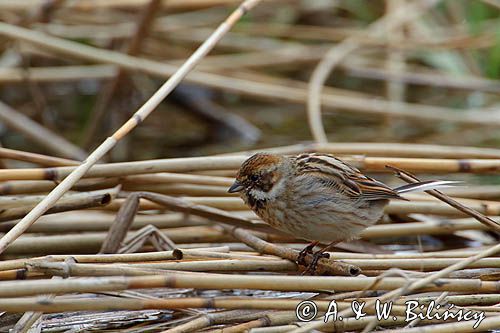 Potrzos zwyczajny, Emberiza schoeniclus, samica