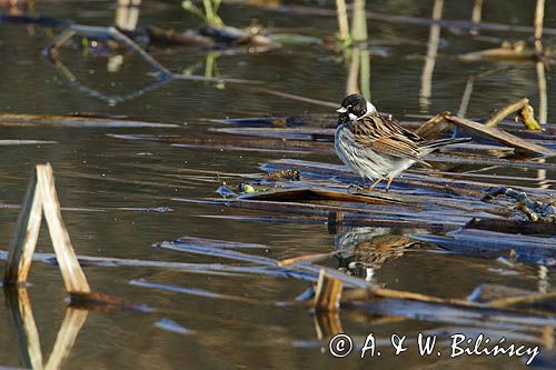 Potrzos zwyczajny, Emberiza schoeniclus, samiec