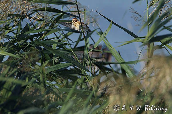 Potrzos zwyczajny, Emberiza schoeniclus, samica