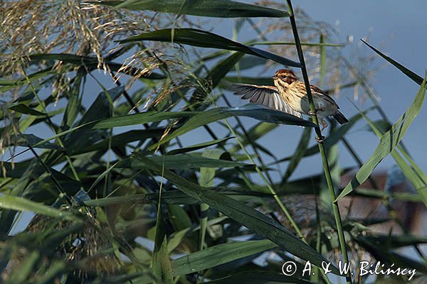 Potrzos zwyczajny, Emberiza schoeniclus, samica
