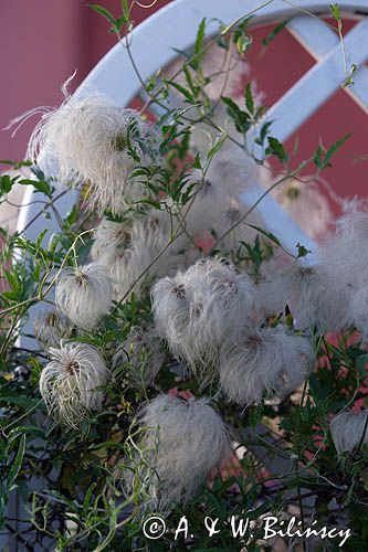 Clematis tangutica - powojnik tangucki