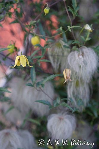 Clematis tangutica - powojnik tangucki