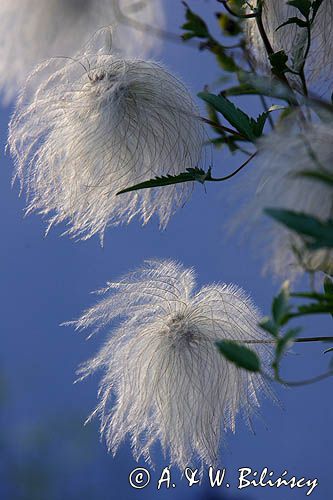 Clematis tangutica - powojnik tangucki