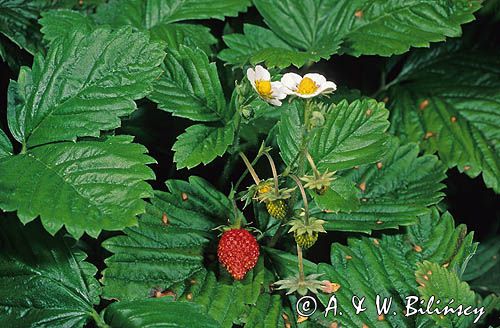 poziomka, owoc, kwiaty i liście, Poziomka pospolita, Fragaria vesca