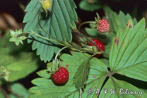 poziomka owoce, liście, Poziomka pospolita Fragaria vesca