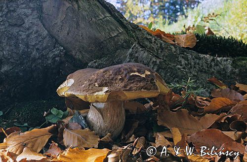 prawdziwek - borowik szlachetny Boletus edulis