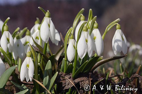 Galanthus nivalis śnieżyczka przebiśnieg) ,