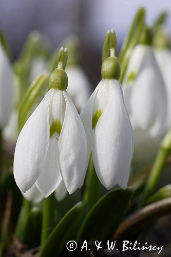 Galanthus nivalis śnieżyczka przebiśnieg) ,