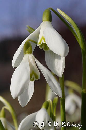 Galanthus nivalis śnieżyczka przebiśnieg) ,