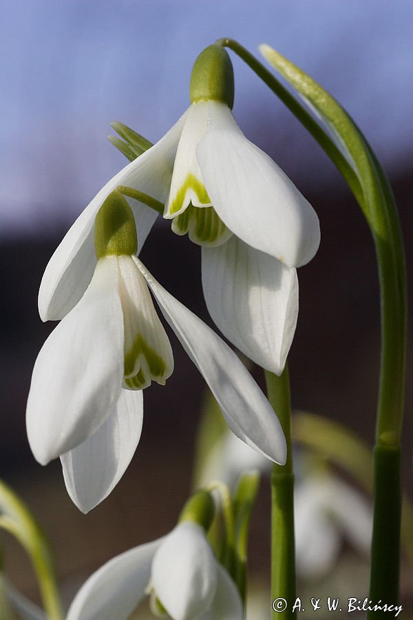 Galanthus nivalis śnieżyczka przebiśnieg) ,