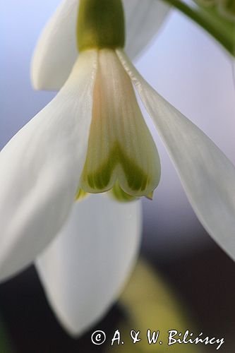 Galanthus nivalis śnieżyczka przebiśnieg) ,