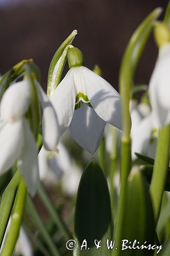 Galanthus nivalis śnieżyczka przebiśnieg) ,