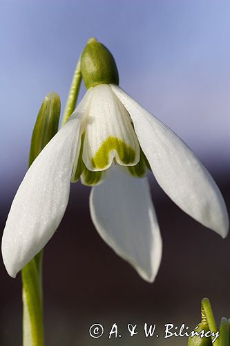 Galanthus nivalis śnieżyczka przebiśnieg) ,