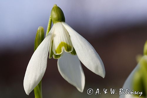 Galanthus nivalis śnieżyczka przebiśnieg) ,