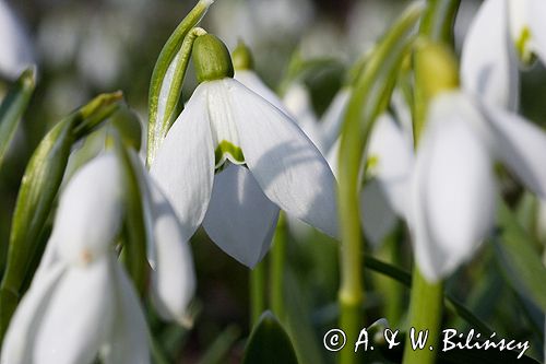 Galanthus nivalis śnieżyczka przebiśnieg) ,