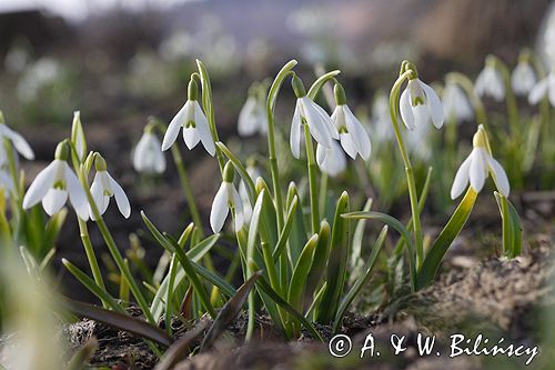 Galanthus nivalis śnieżyczka przebiśnieg) ,