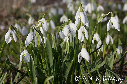 Galanthus nivalis śnieżyczka przebiśnieg) ,