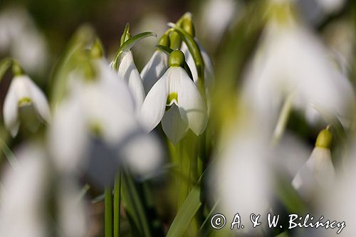 Galanthus nivalis śnieżyczka przebiśnieg) ,