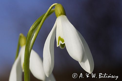 Galanthus nivalis śnieżyczka przebiśnieg) ,