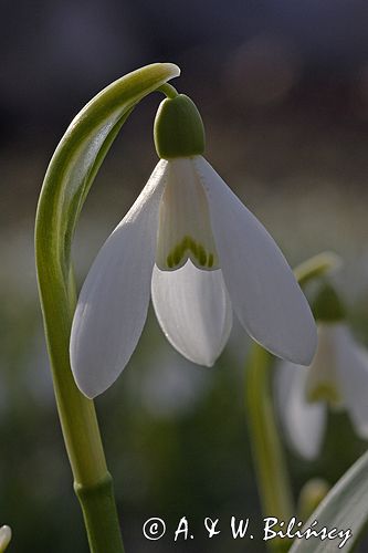 Galanthus nivalis śnieżyczka przebiśnieg) ,