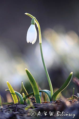 Galanthus nivalis, śnieżyczka przebiśnieg