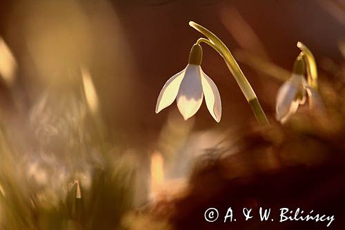 Galanthus nivalis, śnieżyczka przebiśnieg