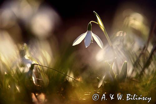 Galanthus nivalis, śnieżyczka przebiśnieg