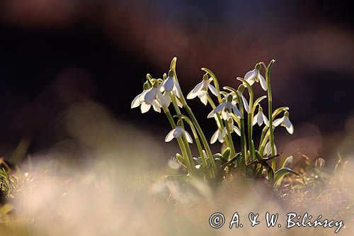 Galanthus nivalis, śnieżyczka przebiśnieg