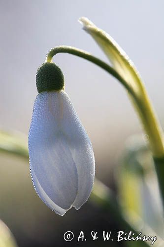 Galanthus nivalis, śnieżyczka przebiśnieg