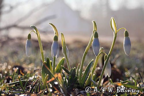 Galanthus nivalis, śnieżyczka przebiśnieg