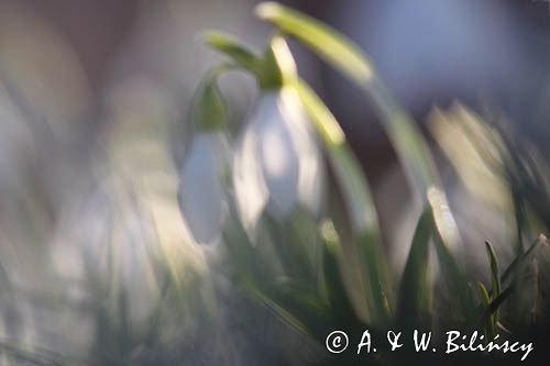 Galanthus nivalis, śnieżyczka przebiśnieg