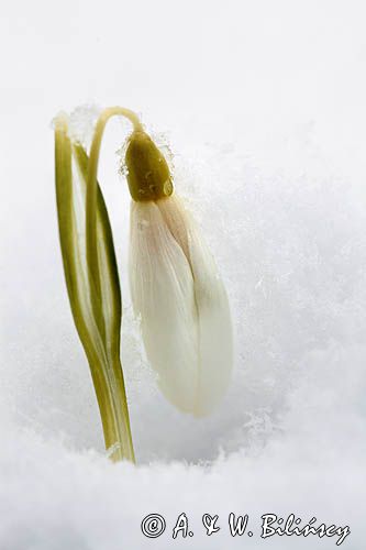 Galanthus nivalis, śnieżyczka przebiśnieg