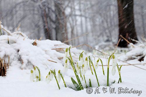 Galanthus nivalis, śnieżyczka przebiśnieg