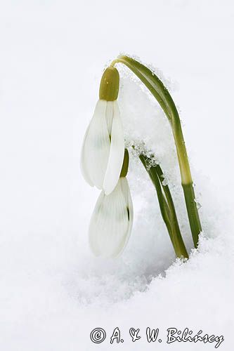 Galanthus nivalis, śnieżyczka przebiśnieg